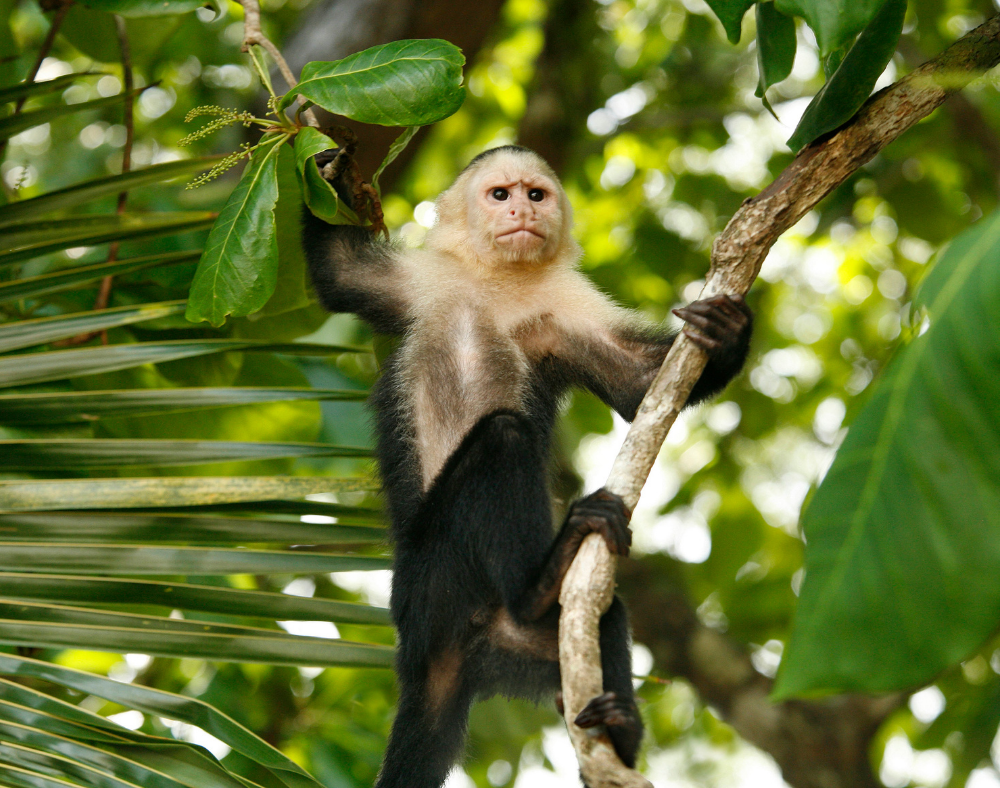 Adventures by Disney Costa Rica