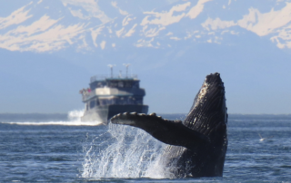 Whale sighting on Alaska cruise
