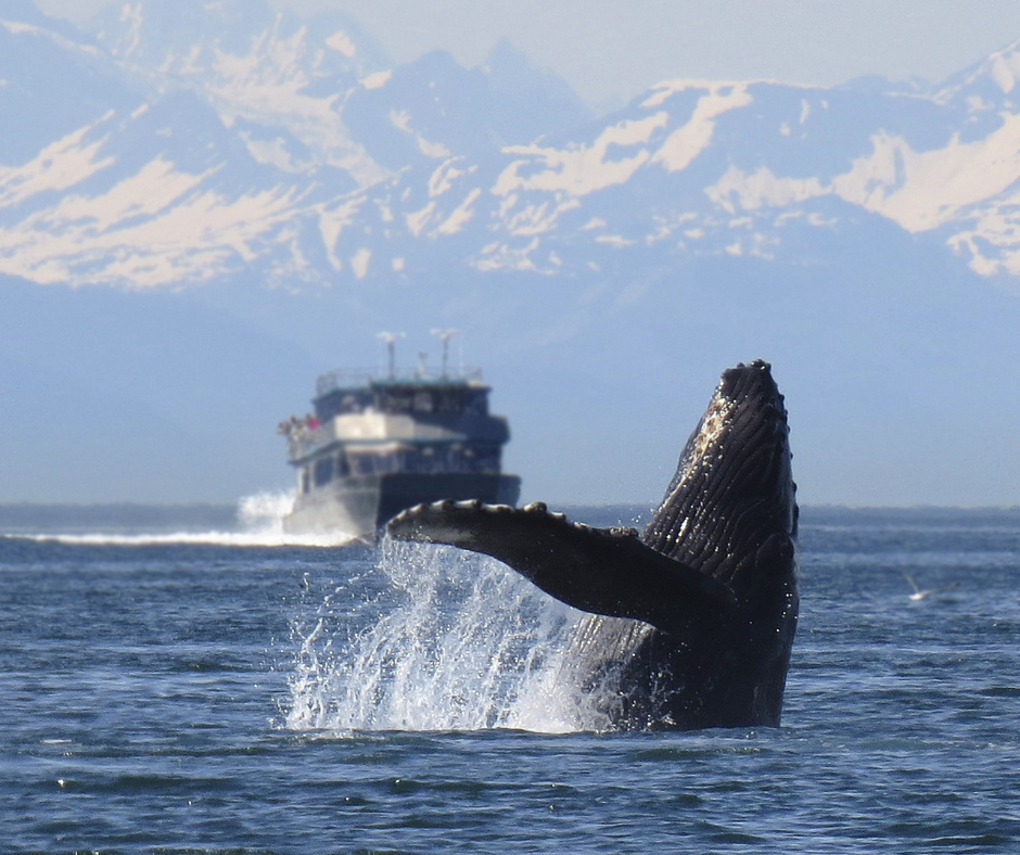 Whale sighting on Alaska cruise