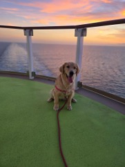 Royal Caribbean's Rover