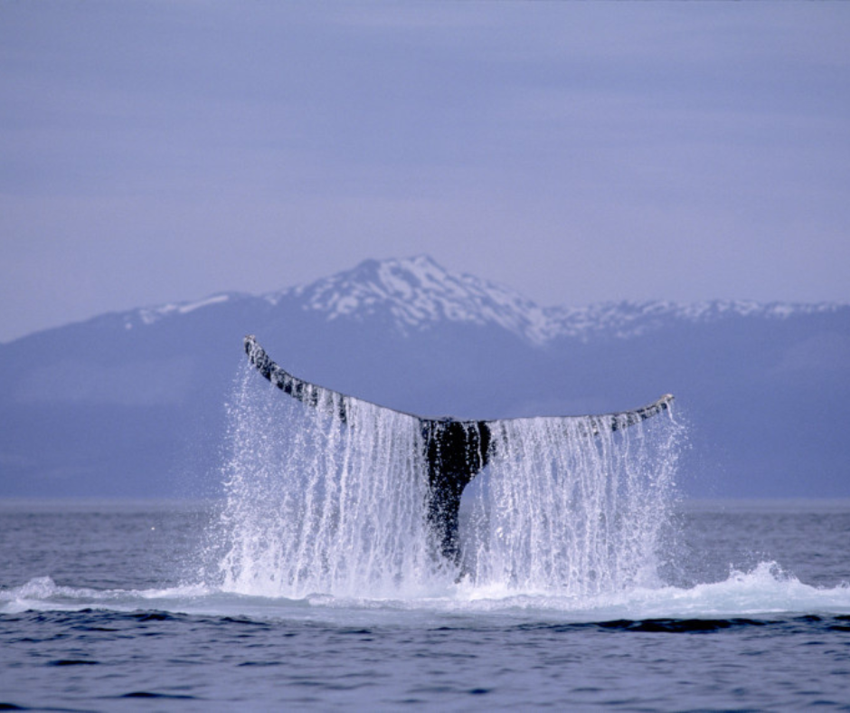 Whale watching on Alaska cruise